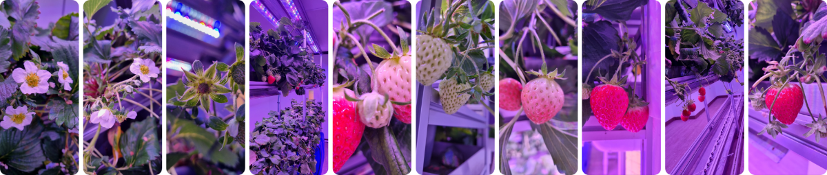 딸기 시범 재배